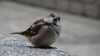 surprised bird on the pavement