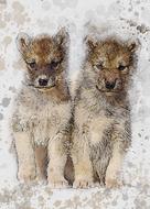 sled dogs greenland expensive