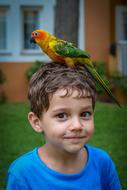 Parrot Boy Majorca