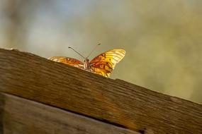 Orange Butterfly on Rust wood