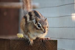 Cute Little Wildlife