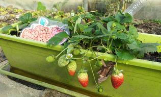 Sweet tasty garden strawberries
