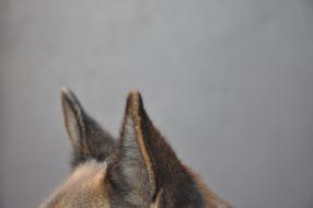 cute dog ears