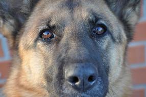 Dog View Fur