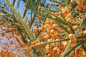ripe yellow berries on the tree