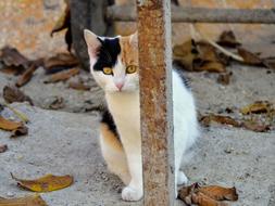 Kitten Cat Shy