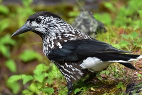 Bird Wild Animals Natural