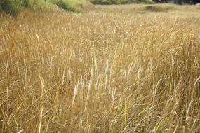 wheat field beautiful landscape