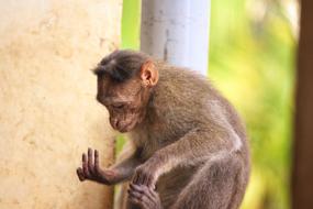 Monkey Primate Ape
