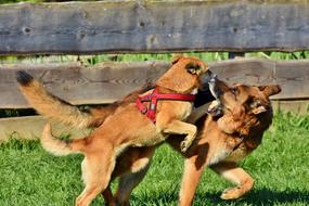 Schäfer Dog Hybrid