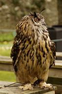 Owl Eagle Falconry