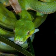 Snake Reptile Poison Venomous