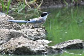 Natural Bird Wild Animals