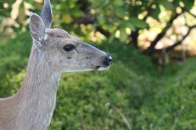 Animal Wildlife Nature