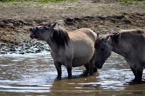 horses swimming in the river