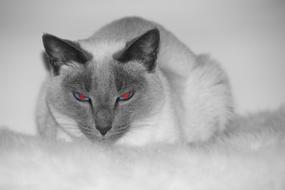 Cat Siam Siamese
