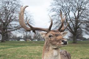 Deer Animal Green