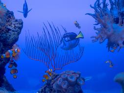 Submerged Pisces Coral