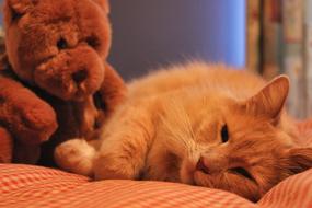 Cat Sweet Cute