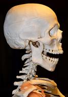 Spine Cervical
