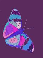 butterfly bug insect nature