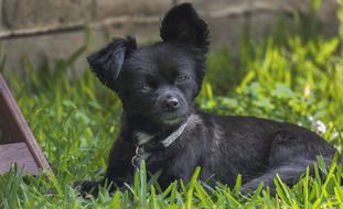 Animal Grass Dog