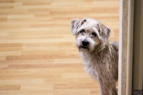Dog Tenderness Puppy