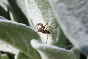 Insect Nature Leaf