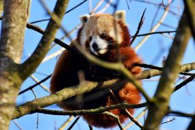 Panda Brown Red
