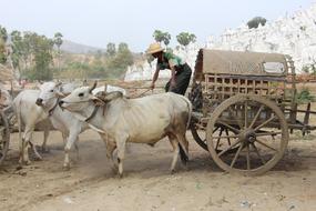 Farm Agriculture Cart