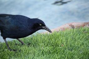 Bird Nature Wildlife