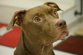 Dog Pitbull Animal