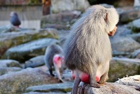 Baboon Monkey Primate