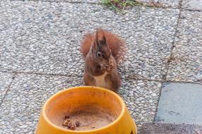 cute squirrel eating off a plate