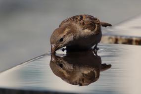 Sparrow Sperling House