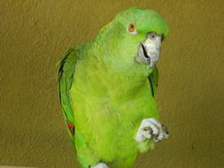 Parrot Bird Animal