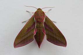 Insect Moth Butterfly