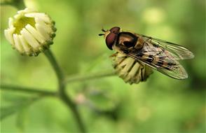 Insect Nature Fly