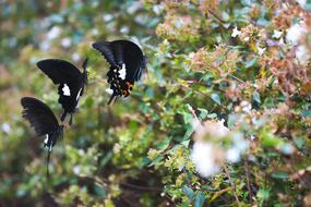 green bushes with black butterflies.