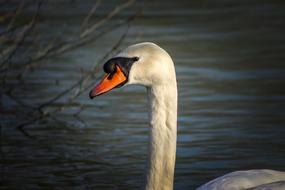 Bird Body Of Water Fauna