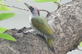 Natural Bird Wild Animals