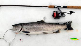 raw fish in winter fishing