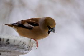Gros Bec Casse-Core Bird Fauna