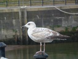 Bird Nature Water