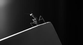 Praying Mantis Bug