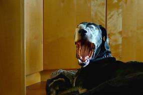 Animal Dog Great Dane