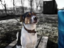 Dog Cute
