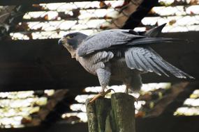 Bird Nature Animal World