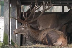 Mammal Animal World Hirsch