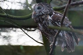 wild owl in the forest